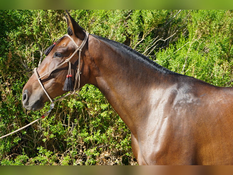 Andaluso Giumenta 4 Anni 163 cm Baio ciliegia in Corona, CA