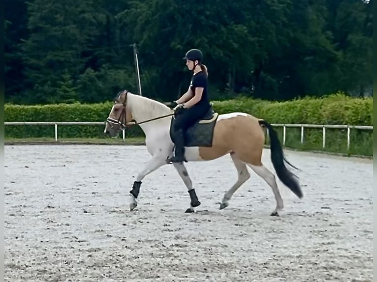 Andaluso Giumenta 4 Anni 163 cm Pezzato in Neustadt (Wied)