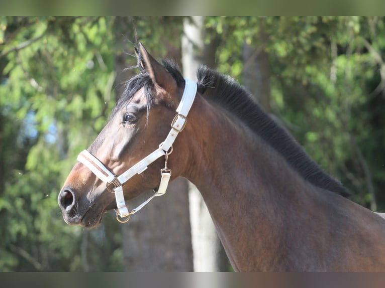 Andaluso Giumenta 4 Anni 164 cm Baio scuro in Gronków