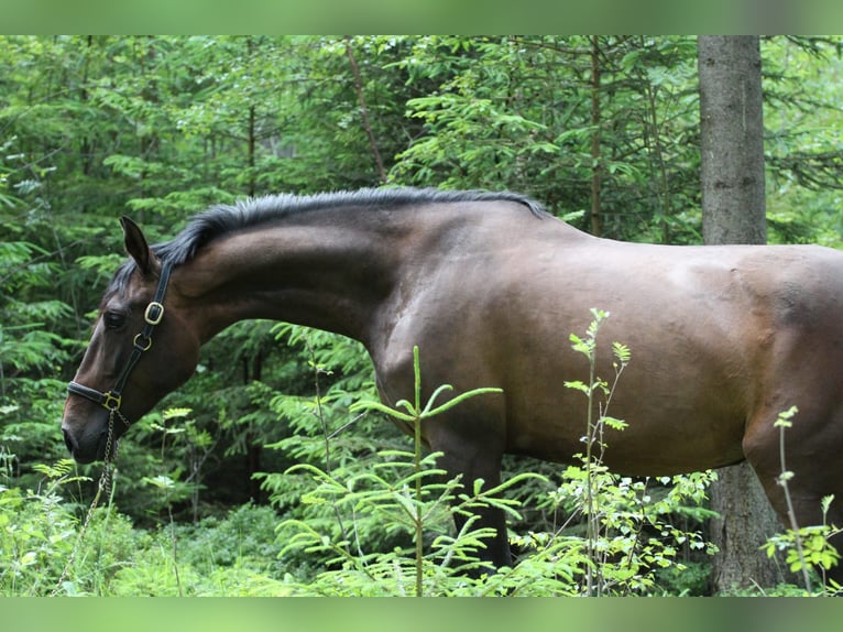 Andaluso Giumenta 4 Anni 164 cm Baio scuro in Gronków