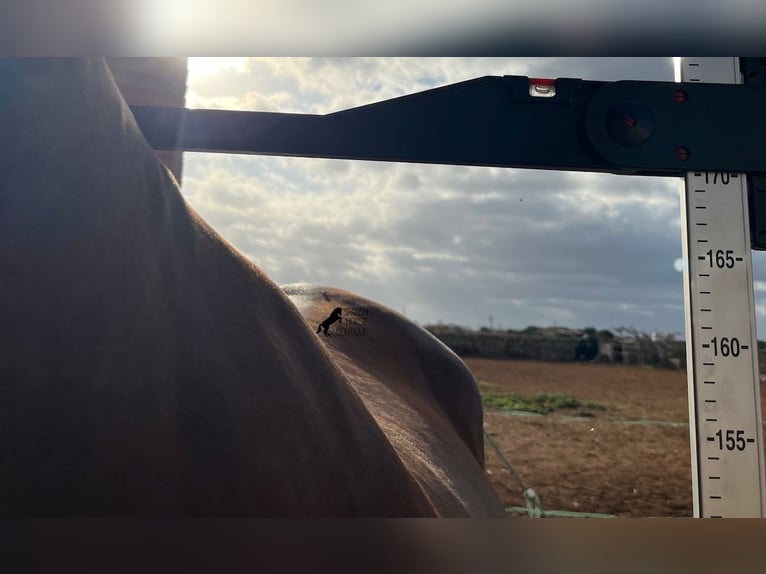 Andaluso Giumenta 4 Anni 170 cm Baio in Menorca