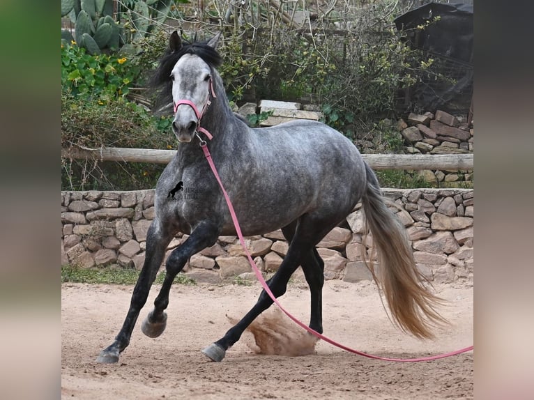 Andaluso Giumenta 4 Anni 170 cm Grigio in Menorca