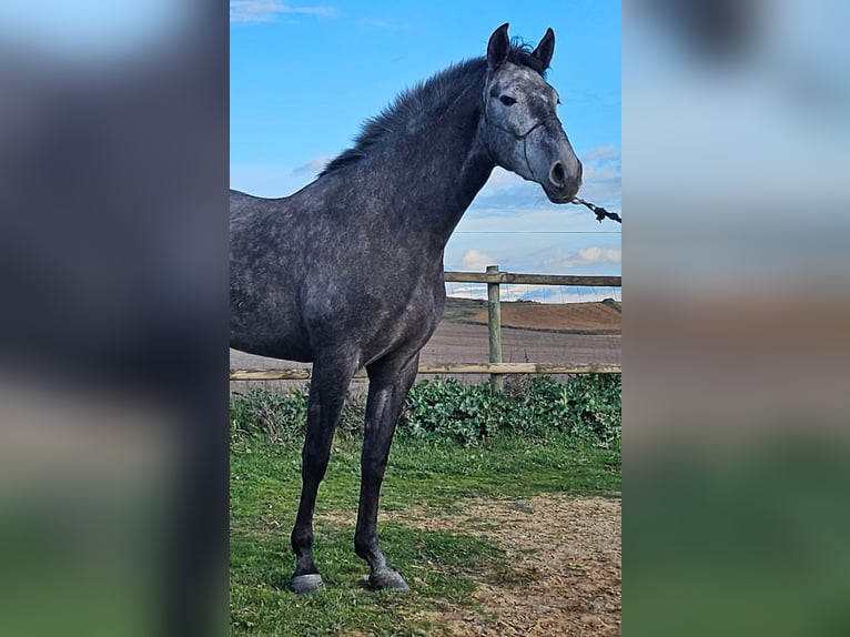 Andaluso Giumenta 4 Anni Grigio in Valladolid