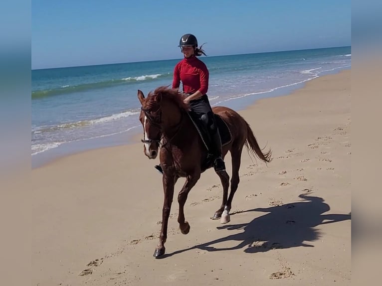 Andaluso Giumenta 5 Anni 151 cm Sauro in Almonte