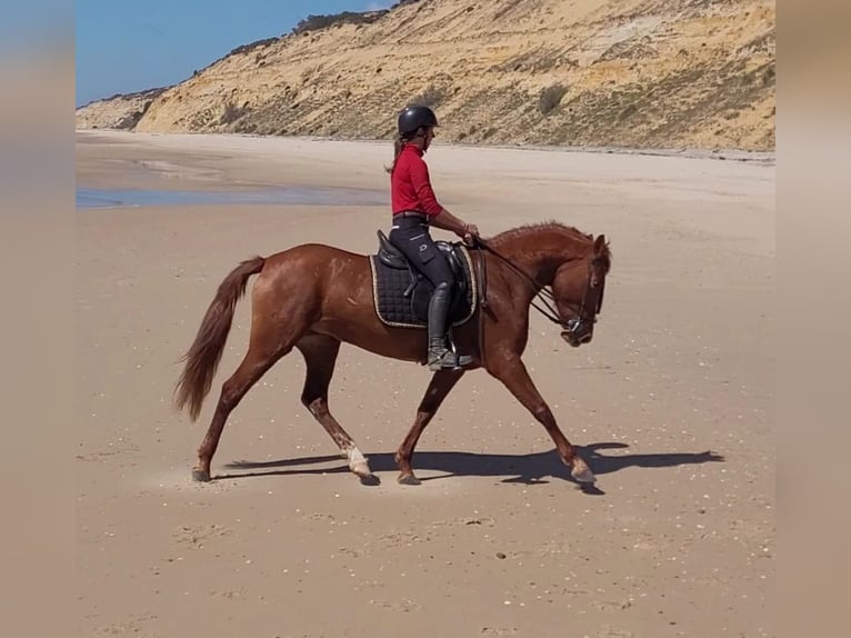 Andaluso Giumenta 5 Anni 151 cm Sauro in Almonte