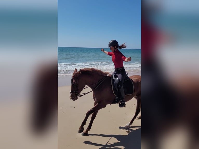 Andaluso Giumenta 5 Anni 151 cm Sauro in Almonte