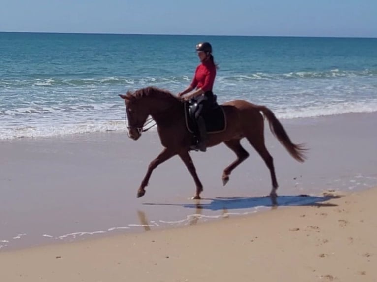 Andaluso Giumenta 5 Anni 151 cm Sauro in Almonte