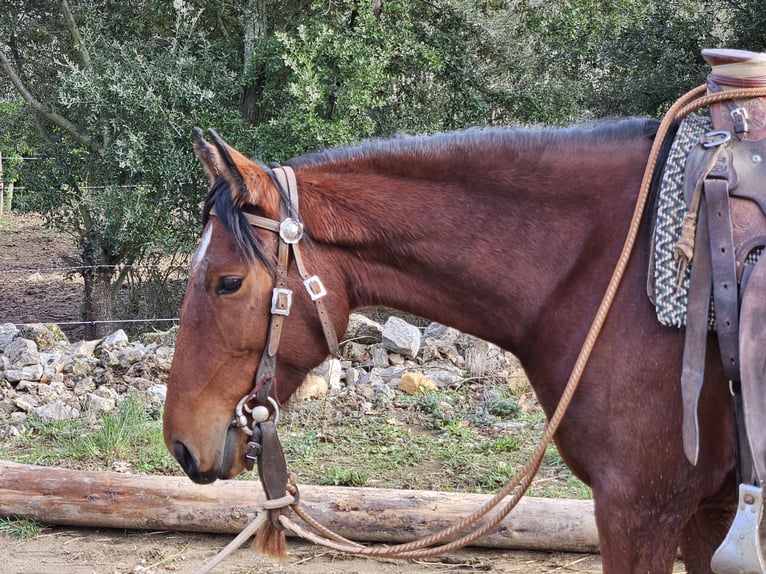 Andaluso Giumenta 5 Anni 154 cm  in Zerf