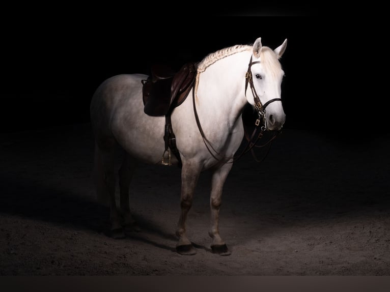 Andaluso Mix Giumenta 5 Anni 154 cm Grigio pezzato in Scharnstein