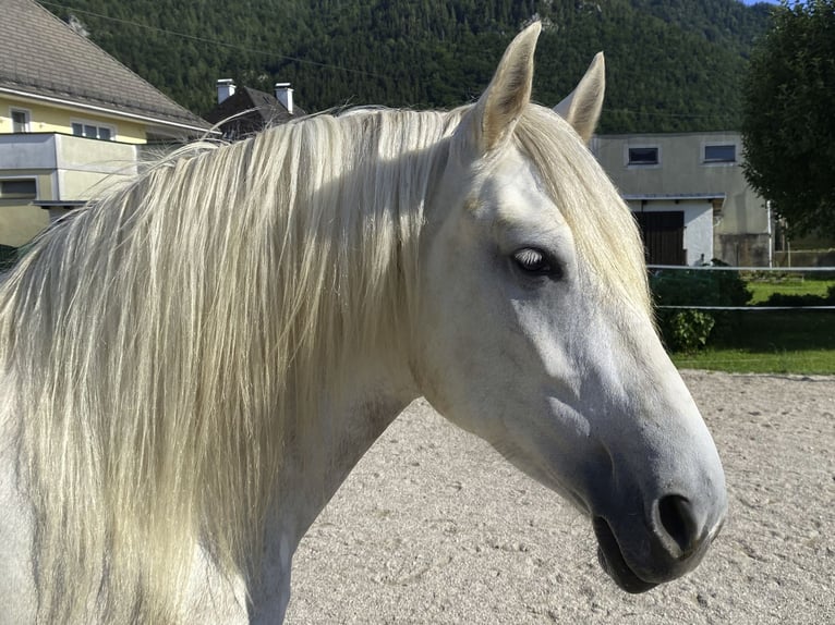 Andaluso Mix Giumenta 5 Anni 154 cm Grigio pezzato in Scharnstein