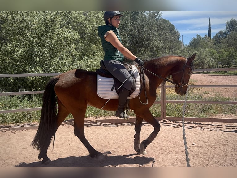Andaluso Mix Giumenta 5 Anni 155 cm Baio in Valencia