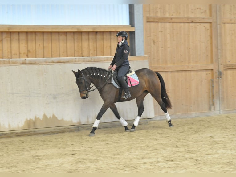 Andaluso Giumenta 5 Anni 155 cm Baio scuro in Wellheim