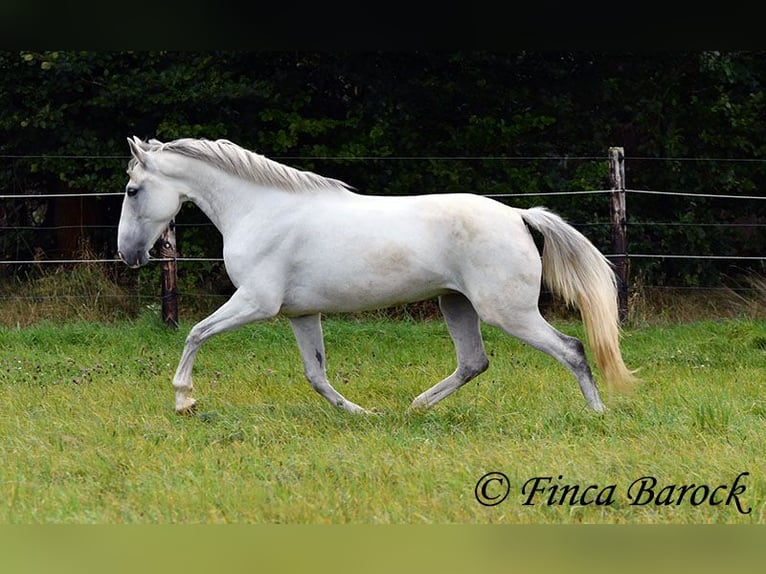 Andaluso Giumenta 5 Anni 155 cm Grigio in Wiebelsheim