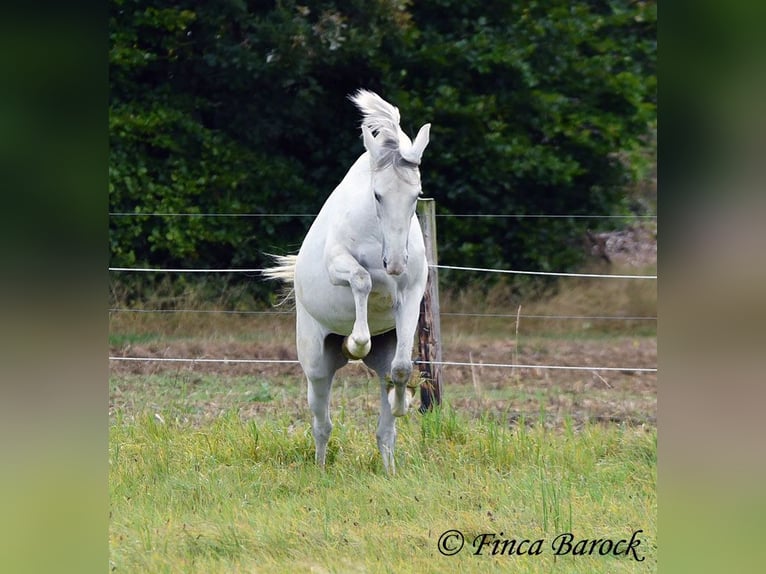 Andaluso Giumenta 5 Anni 155 cm Grigio in Wiebelsheim