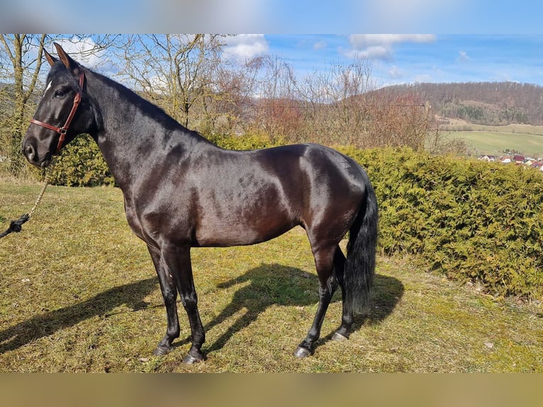 Andaluso Giumenta 5 Anni 155 cm Morello in Schimberg