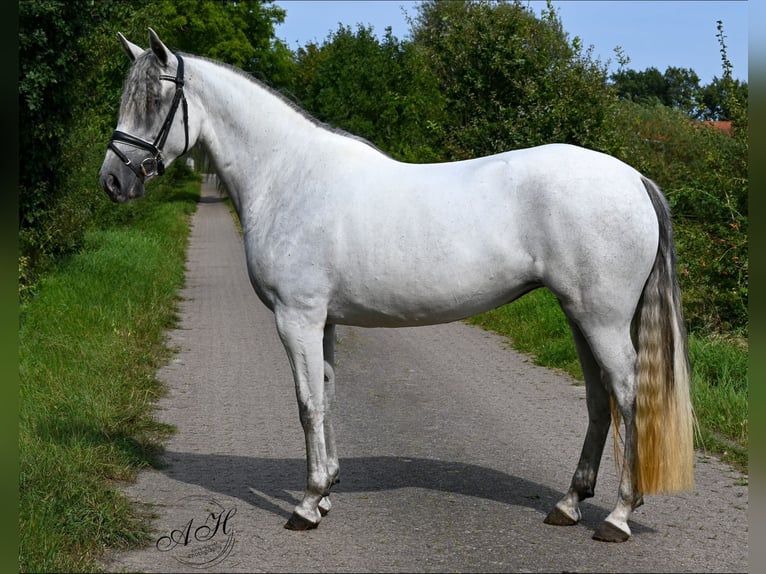 Andaluso Giumenta 5 Anni 156 cm Grigio in Rethem