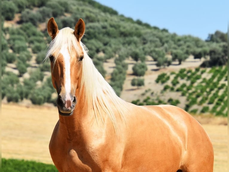 Andaluso Giumenta 5 Anni 156 cm Palomino in Provinz Cordoba