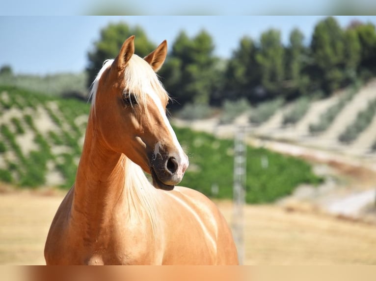 Andaluso Giumenta 5 Anni 156 cm Palomino in Provinz Cordoba