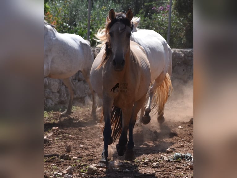 Andaluso Giumenta 5 Anni 157 cm Falbo in Mallorca