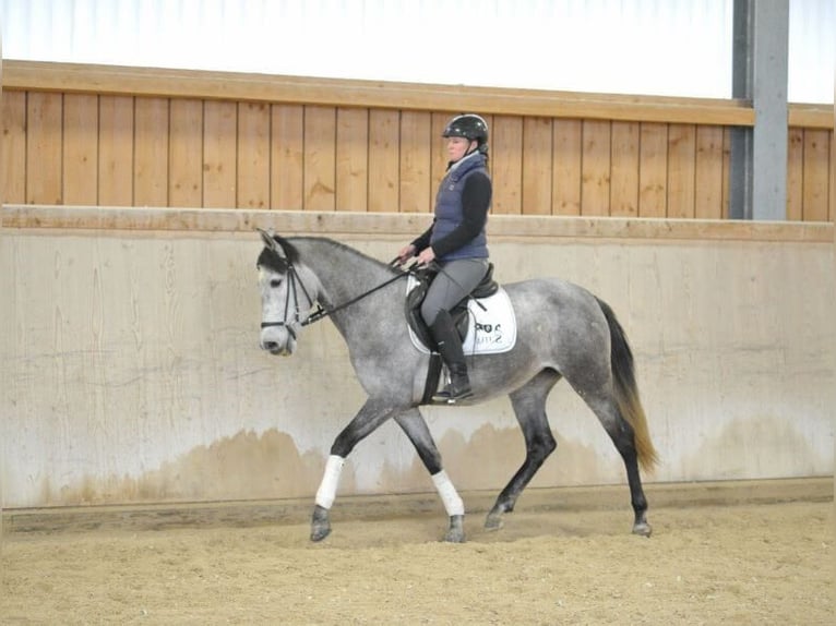 Andaluso Giumenta 5 Anni 158 cm Grigio in Wellheim