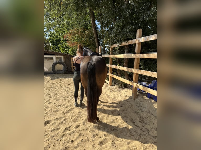 Andaluso Mix Giumenta 5 Anni 158 cm Morello in Freudenberg