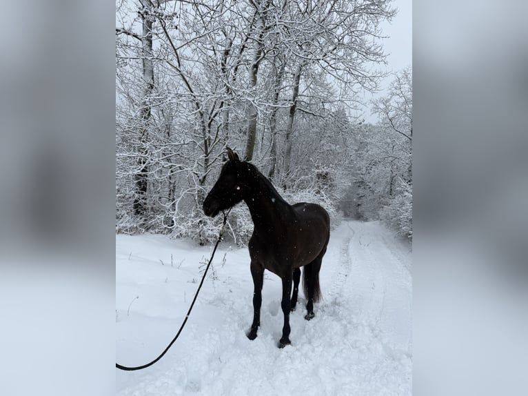 Andaluso Mix Giumenta 5 Anni 158 cm Morello in Freudenberg