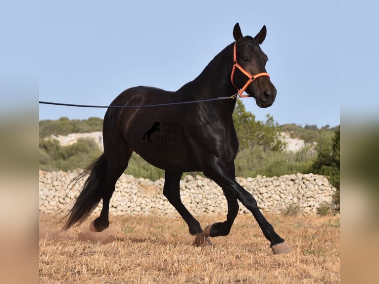 Andaluso Giumenta 5 Anni 158 cm Morello in Menorca