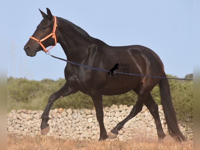 Andaluso Giumenta 5 Anni 158 cm Morello in Menorca