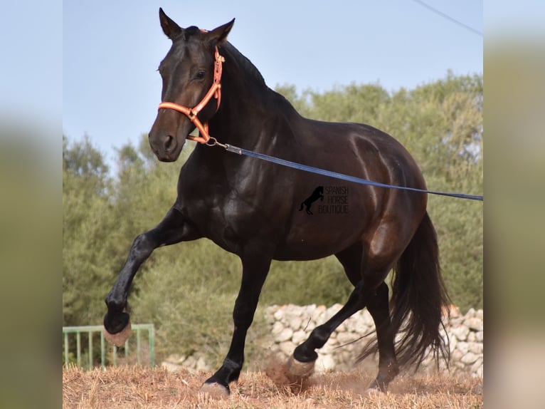 Andaluso Giumenta 5 Anni 158 cm Morello in Menorca