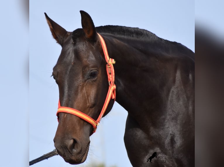 Andaluso Giumenta 5 Anni 158 cm Morello in Menorca