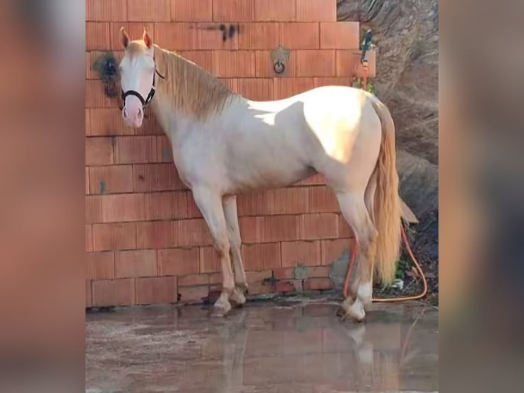 Andaluso Giumenta 5 Anni 159 cm Perlino in Pozoblanco