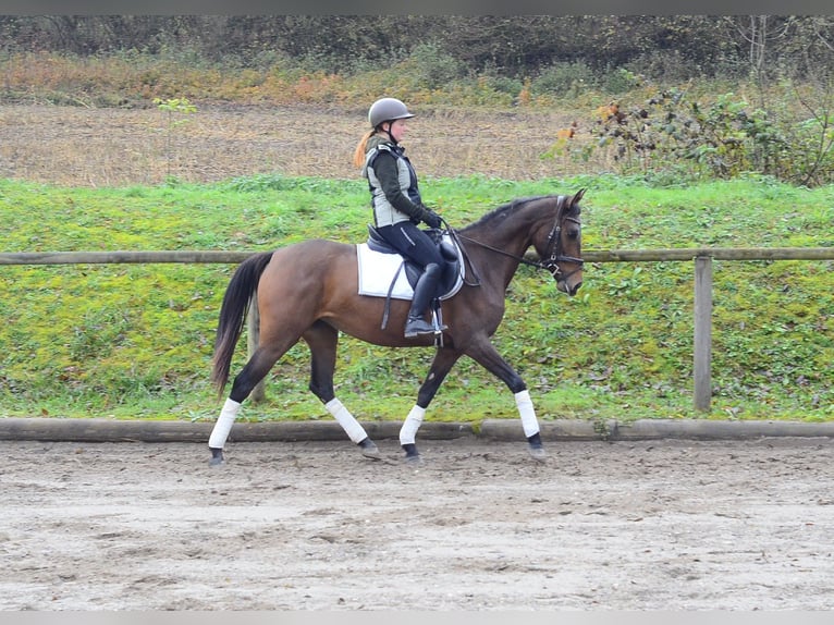 Andaluso Giumenta 5 Anni 160 cm Baio in Wellheim