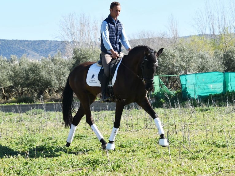 Andaluso Giumenta 5 Anni 160 cm Morello in Provinz Granada