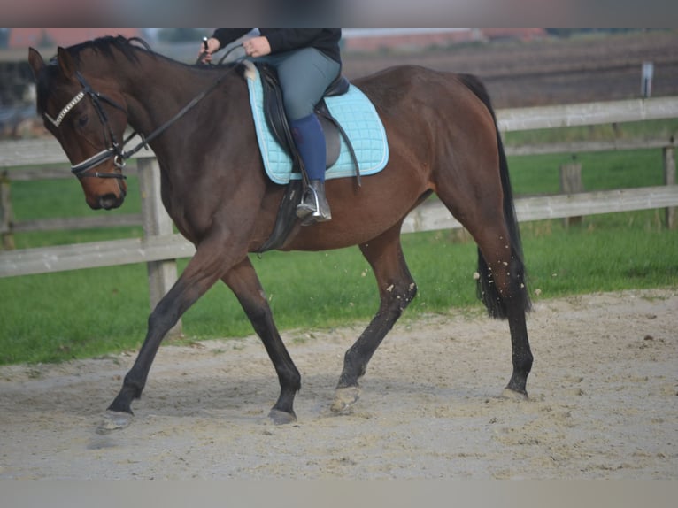 Andaluso Giumenta 5 Anni 162 cm Baio in Breda