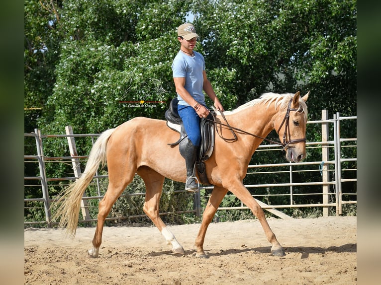 Andaluso Giumenta 5 Anni 163 cm Palomino in Malaga