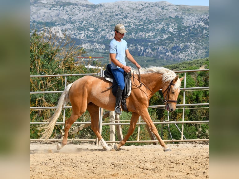Andaluso Giumenta 5 Anni 163 cm Palomino in Malaga