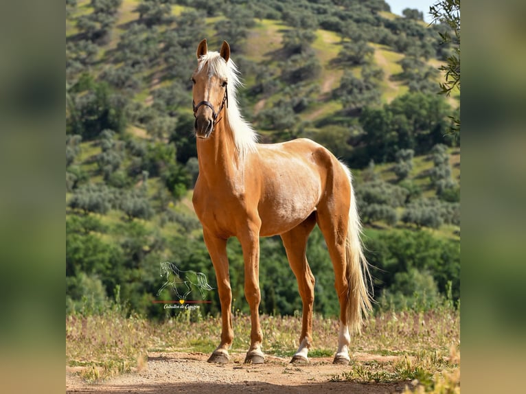 Andaluso Giumenta 5 Anni 163 cm Palomino in Malaga