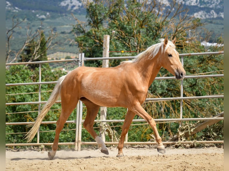 Andaluso Giumenta 5 Anni 163 cm Palomino in Malaga