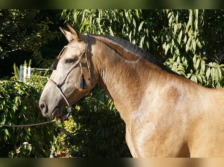 Andaluso Giumenta 5 Anni 163 cm Pelle di daino in Corona, CA
