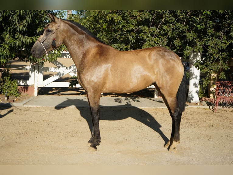Andaluso Giumenta 5 Anni 163 cm Pelle di daino in Corona, CA