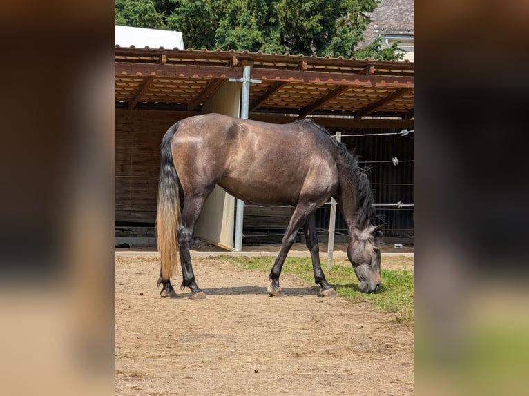 Andaluso Giumenta 5 Anni 164 cm Grigio in Homberg (Efze)