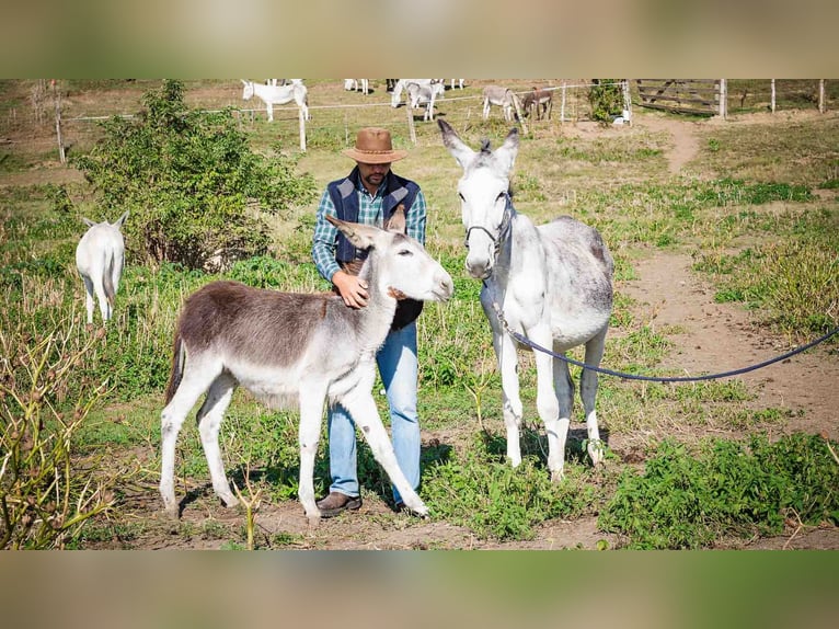 Andaluso Giumenta 6 Anni 130 cm Può diventare grigio in Sancraiu de Mureș