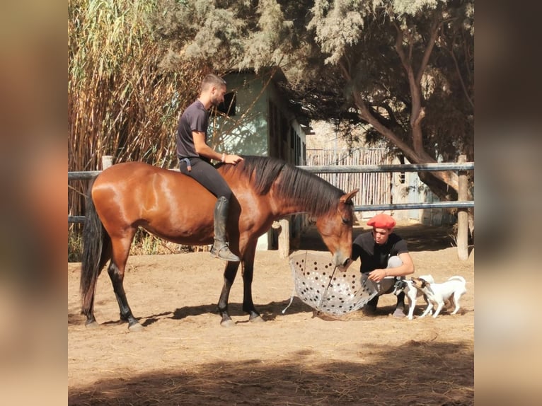 Andaluso Giumenta 6 Anni 150 cm Baio in Adra Almeria