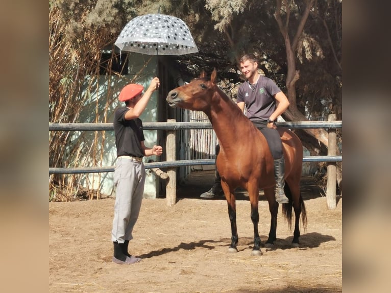 Andaluso Giumenta 6 Anni 150 cm Baio in Adra Almeria