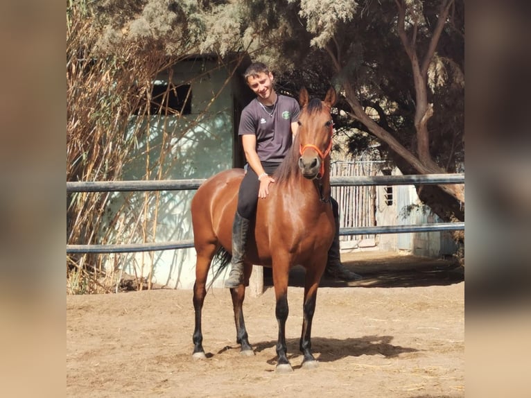 Andaluso Giumenta 6 Anni 150 cm Baio in Adra Almeria