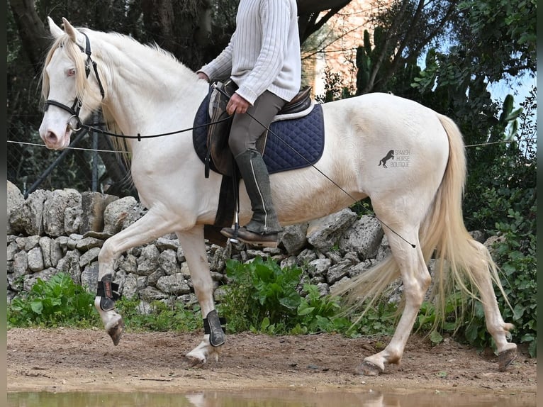 Andaluso Giumenta 6 Anni 153 cm Cremello in Mallorca