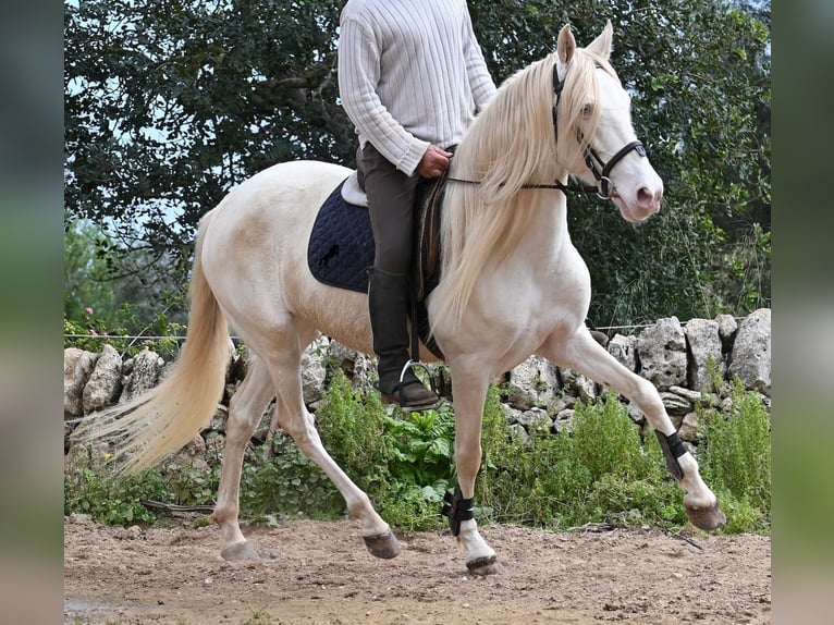 Andaluso Giumenta 6 Anni 153 cm Cremello in Mallorca