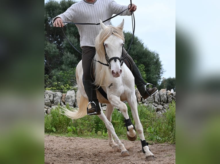Andaluso Giumenta 6 Anni 153 cm Cremello in Mallorca