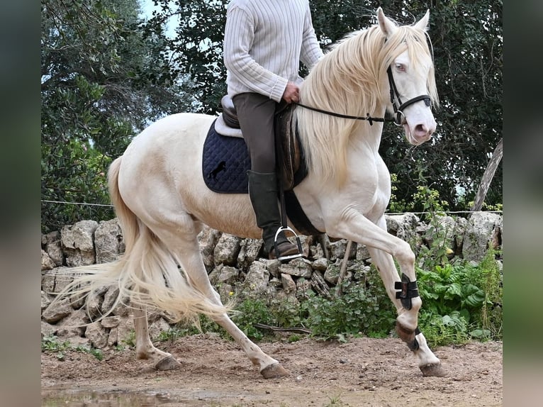 Andaluso Giumenta 6 Anni 153 cm Cremello in Mallorca