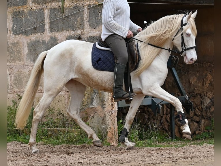 Andaluso Giumenta 6 Anni 153 cm Cremello in Mallorca